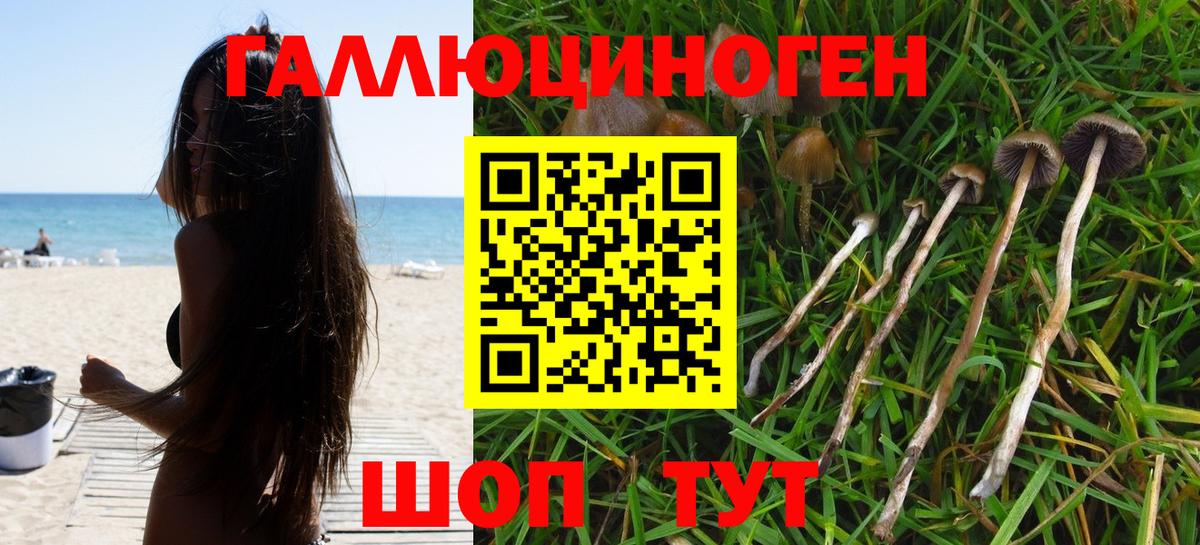 Галлюциногенные грибы Cubensis Новодвинск